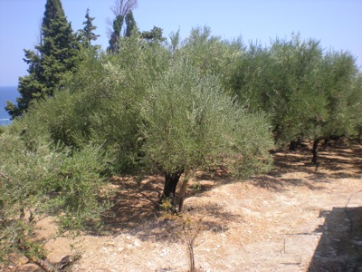 Side 3
